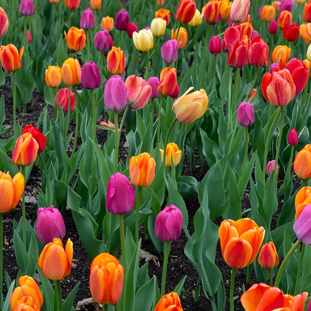 Meet your Posher, Sophia